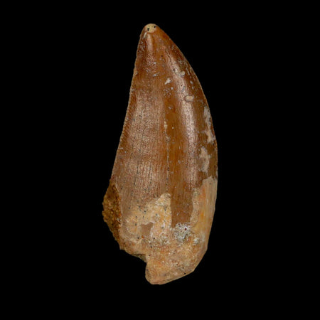 1.7" Carcharodontosaurus Fossil Tooth Cretaceous Dinosaur Morocco COA Stand