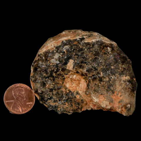 2.5" Mammites Nodosoides Ammonite Fossil Shell Upper Cretaceous Age Morocco - Fossil Age Minerals