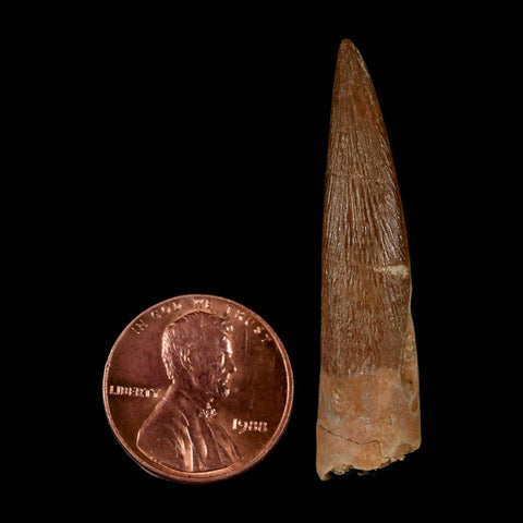 1.7" Plesiosaur Zarafasaura Tooth Fossil Cretaceous Dinosaur Era COA, Stand