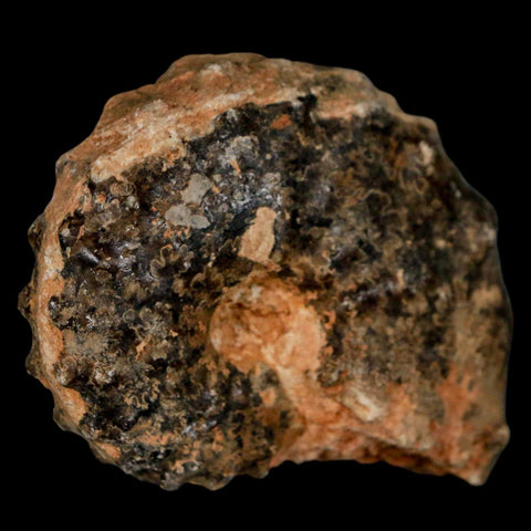 2.5" Mammites Nodosoides Ammonite Fossil Shell Upper Cretaceous Age Morocco - Fossil Age Minerals