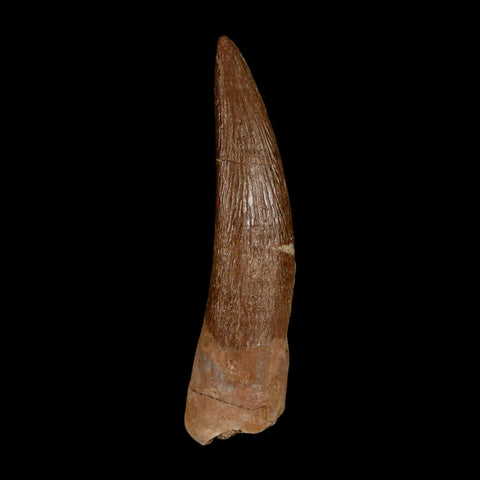1.7" Plesiosaur Zarafasaura Tooth Fossil Cretaceous Dinosaur Era COA, Stand
