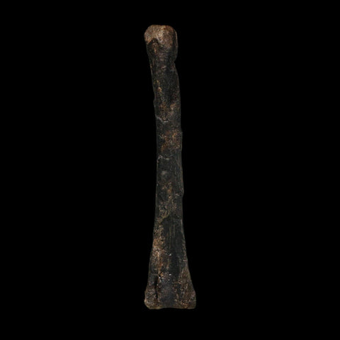 3.2" Saurornitholestes Raptor Limb Bone Fossil Two Medicine FM Montana COA