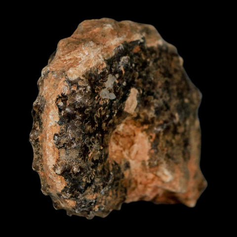 2.5" Mammites Nodosoides Ammonite Fossil Shell Upper Cretaceous Age Morocco - Fossil Age Minerals