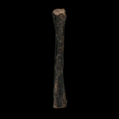 3.2" Saurornitholestes Raptor Limb Bone Fossil Two Medicine FM Montana COA