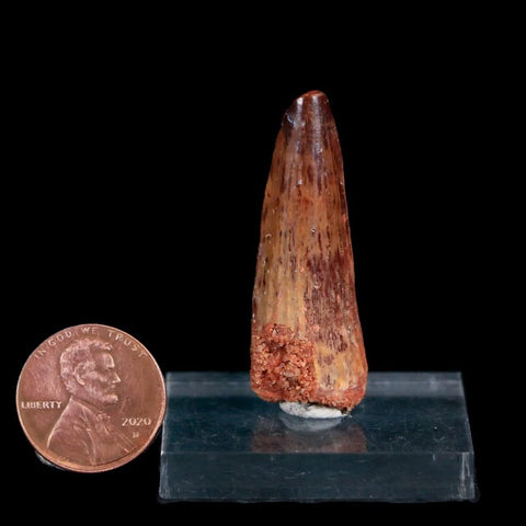 1.6" Spinosaurus Fossil Tooth 100 Mil Yrs Old Cretaceous Dinosaur COA & Stand - Fossil Age Minerals