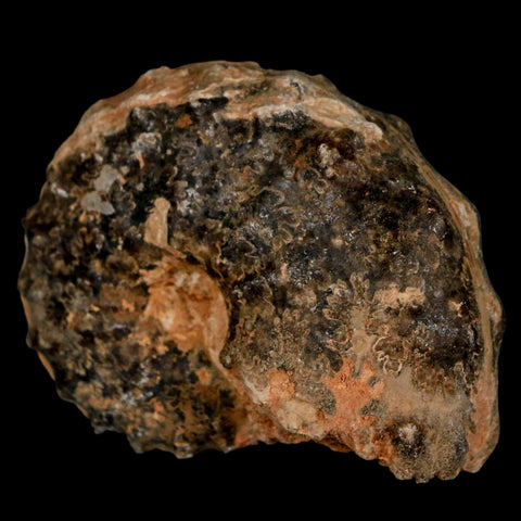 2.5" Mammites Nodosoides Ammonite Fossil Shell Upper Cretaceous Age Morocco - Fossil Age Minerals