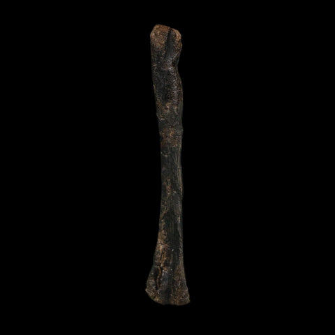 3.2" Saurornitholestes Raptor Limb Bone Fossil Two Medicine FM Montana COA