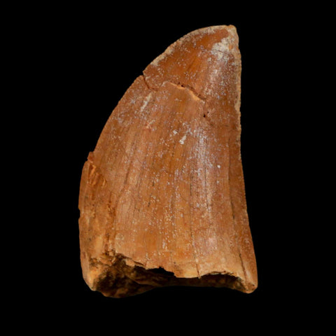 1.6" Carcharodontosaurus Fossil Tooth Cretaceous Dinosaur Morocco COA Stand