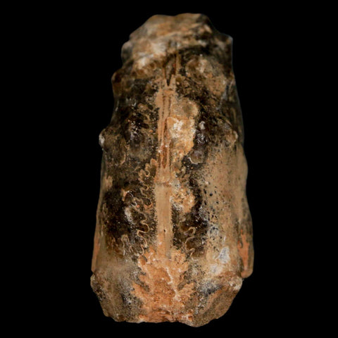 2.5" Mammites Nodosoides Ammonite Fossil Shell Upper Cretaceous Age Morocco - Fossil Age Minerals