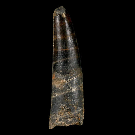 2.9" Spinosaurus Fossil Tooth 100 Million Years Old Cretaceous Dinosaur COA