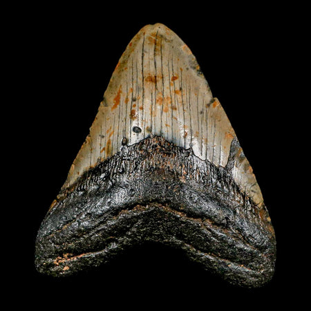 XL 4.6" Quality Megalodon Shark Tooth Serrated Fossil Natural Miocene Age COA