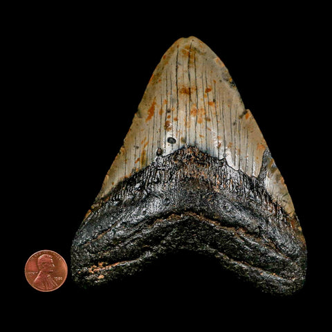 XL 4.6" Quality Megalodon Shark Tooth Serrated Fossil Natural Miocene Age COA - Fossil Age Minerals
