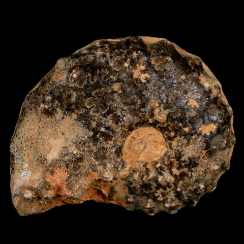 2.5" Mammites Nodosoides Ammonite Fossil Shell Upper Cretaceous Age Morocco - Fossil Age Minerals