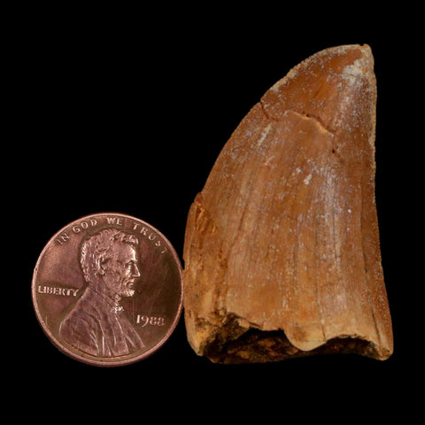 1.6" Carcharodontosaurus Fossil Tooth Cretaceous Dinosaur Morocco COA Stand