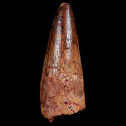 2.1" Spinosaurus Fossil Tooth 100 Mil Yrs Old Cretaceous Dinosaur COA & Stand