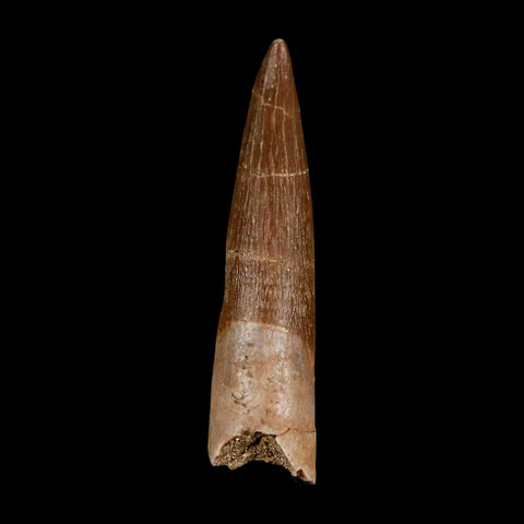 1.7" Plesiosaur Zarafasaura Tooth Fossil Cretaceous Dinosaur Era COA, Stand