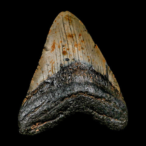XL 4.6" Quality Megalodon Shark Tooth Serrated Fossil Natural Miocene Age COA - Fossil Age Minerals