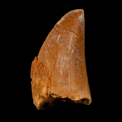 1.6" Carcharodontosaurus Fossil Tooth Cretaceous Dinosaur Morocco COA Stand