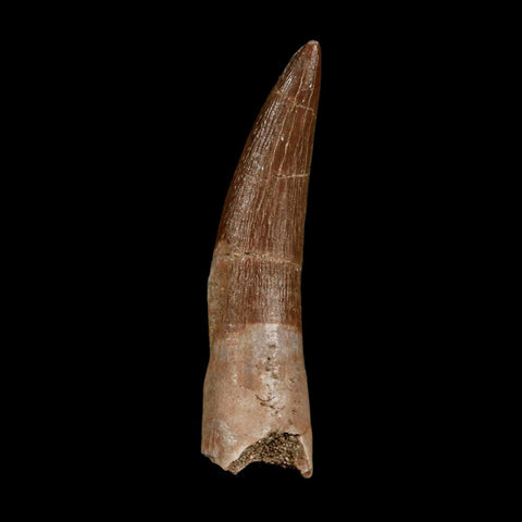 1.7" Plesiosaur Zarafasaura Tooth Fossil Cretaceous Dinosaur Era COA, Stand