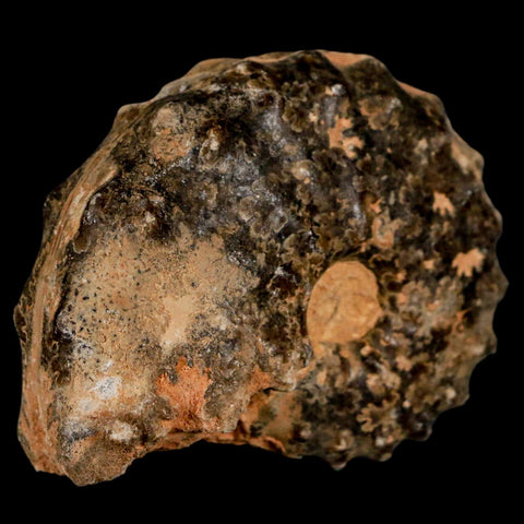 2.5" Mammites Nodosoides Ammonite Fossil Shell Upper Cretaceous Age Morocco - Fossil Age Minerals