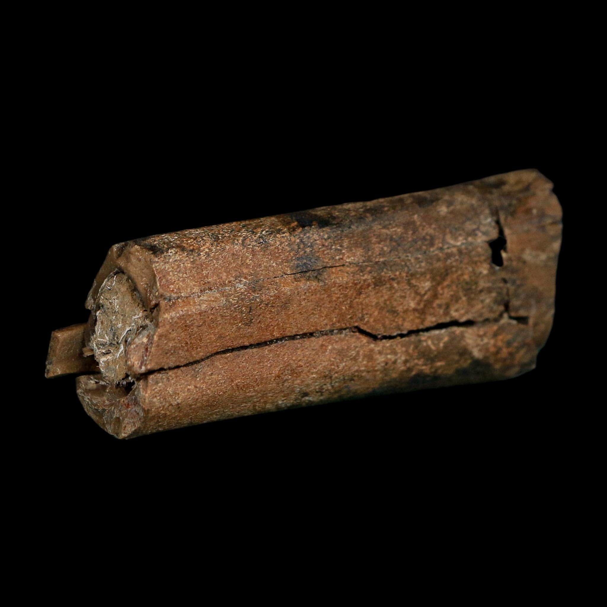 2.3" Raptor Fossil Rib Bone Cretaceous Dinosaur Judith River FM Montana COA - Fossil Age Minerals