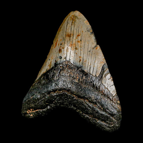 XL 4.6" Quality Megalodon Shark Tooth Serrated Fossil Natural Miocene Age COA - Fossil Age Minerals