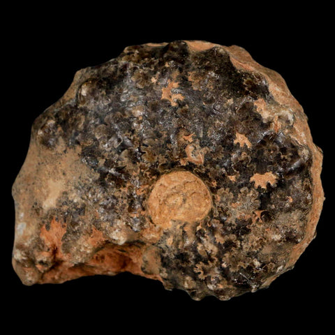 2.5" Mammites Nodosoides Ammonite Fossil Shell Upper Cretaceous Age Morocco - Fossil Age Minerals