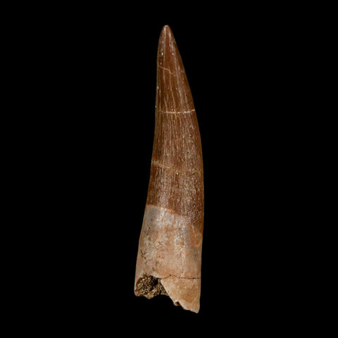 1.7" Plesiosaur Zarafasaura Tooth Fossil Cretaceous Dinosaur Era COA, Stand