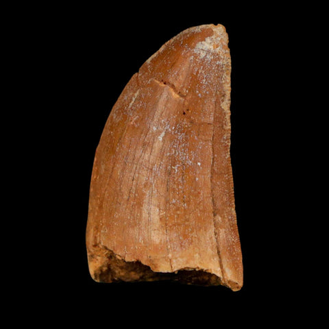 1.6" Carcharodontosaurus Fossil Tooth Cretaceous Dinosaur Morocco COA Stand