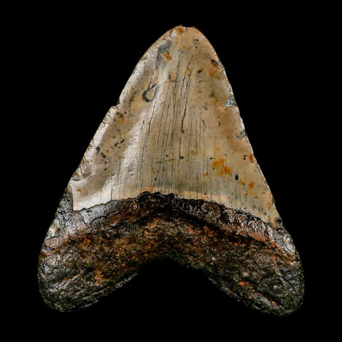 XL 4.6" Quality Megalodon Shark Tooth Serrated Fossil Natural Miocene Age COA - Fossil Age Minerals