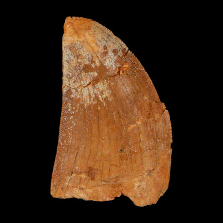 1.6" Carcharodontosaurus Fossil Tooth Cretaceous Dinosaur Morocco COA Stand