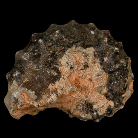 2.7" Mammites Nodosoides Ammonite Fossil Shell Upper Cretaceous Age Morocco - Fossil Age Minerals