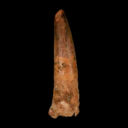XL 3.4" Spinosaurus Fossil Tooth 100 Million Years Old Cretaceous Dinosaur COA