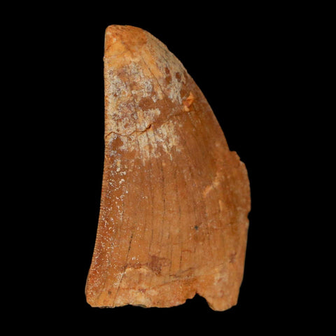 1.6" Carcharodontosaurus Fossil Tooth Cretaceous Dinosaur Morocco COA Stand