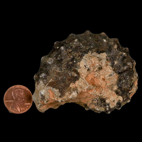 2.7" Mammites Nodosoides Ammonite Fossil Shell Upper Cretaceous Age Morocco - Fossil Age Minerals