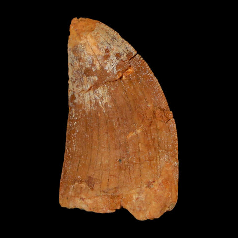 1.6" Carcharodontosaurus Fossil Tooth Cretaceous Dinosaur Morocco COA Stand