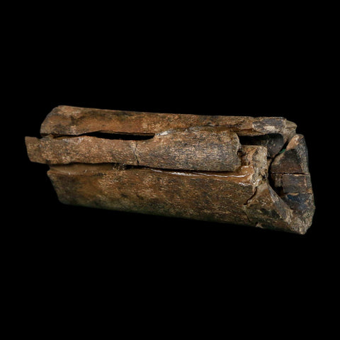2.3" Raptor Fossil Rib Bone Cretaceous Dinosaur Judith River FM Montana COA