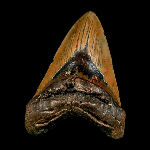 XXL 5" Quality Megalodon Shark Tooth Serrated Fossil Natural Miocene Age COA - Fossil Age Minerals