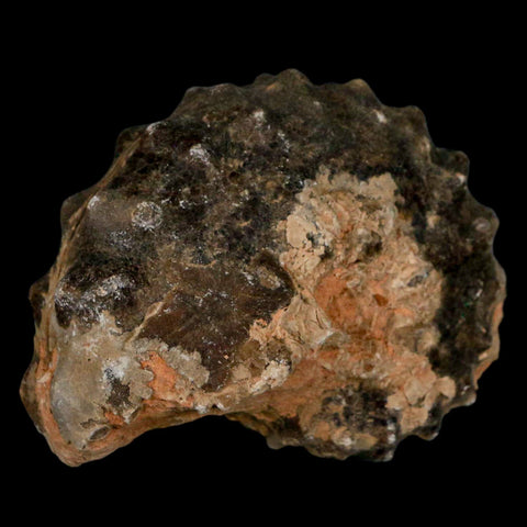2.7" Mammites Nodosoides Ammonite Fossil Shell Upper Cretaceous Age Morocco - Fossil Age Minerals