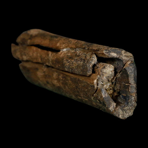 2.3" Raptor Fossil Rib Bone Cretaceous Dinosaur Judith River FM Montana COA