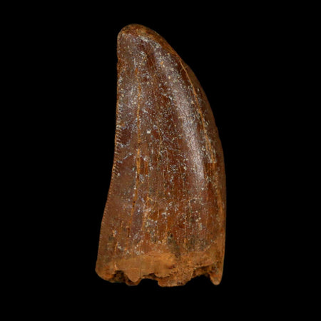 1.5" Carcharodontosaurus Fossil Tooth Cretaceous Dinosaur Morocco COA Stand