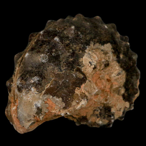 2.7" Mammites Nodosoides Ammonite Fossil Shell Upper Cretaceous Age Morocco - Fossil Age Minerals