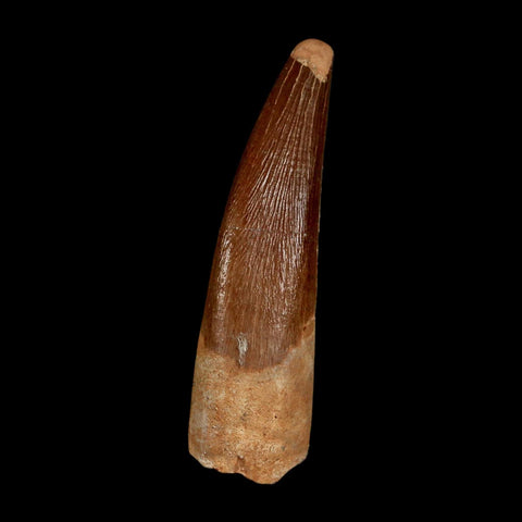 1.7" Plesiosaur Zarafasaura Tooth Fossil Cretaceous Dinosaur Era COA, Stand