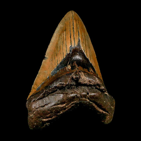 XXL 5" Quality Megalodon Shark Tooth Serrated Fossil Natural Miocene Age COA