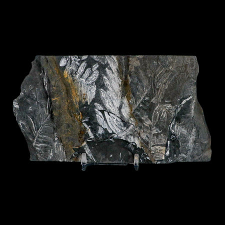 6" Alethopteris Fern Plant Leaf Fossil Carboniferous Age Llewellyn FM ST Clair, PA