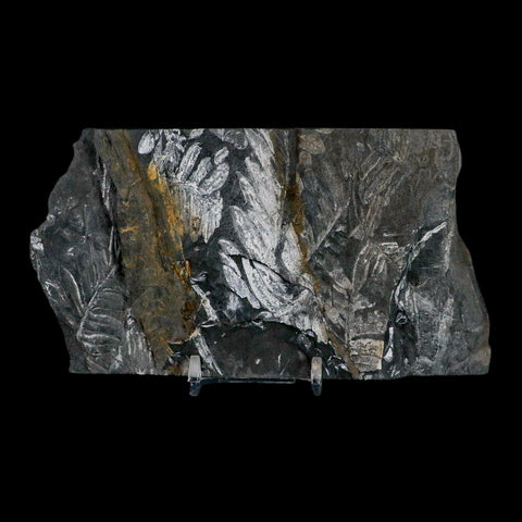 6" Alethopteris Fern Plant Leaf Fossil Carboniferous Age Llewellyn FM ST Clair, PA - Fossil Age Minerals