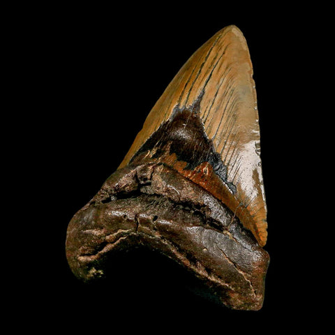 XXL 5" Quality Megalodon Shark Tooth Serrated Fossil Natural Miocene Age COA - Fossil Age Minerals