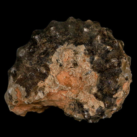 2.7" Mammites Nodosoides Ammonite Fossil Shell Upper Cretaceous Age Morocco - Fossil Age Minerals