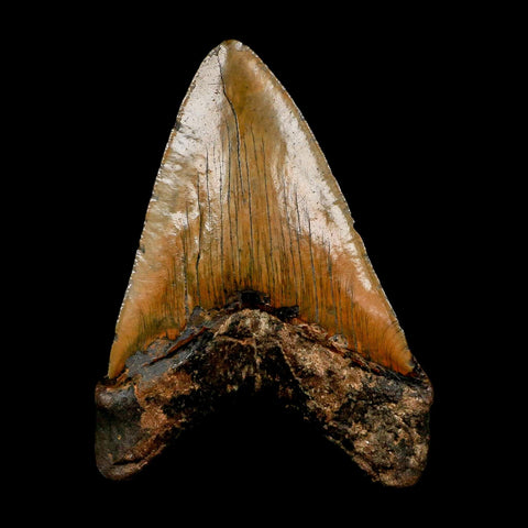 XXL 5" Quality Megalodon Shark Tooth Serrated Fossil Natural Miocene Age COA - Fossil Age Minerals