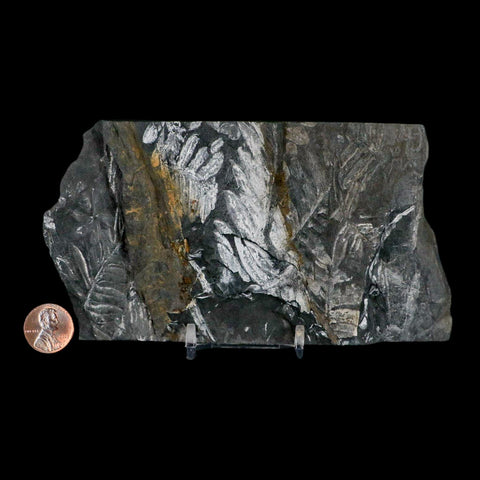 6" Alethopteris Fern Plant Leaf Fossil Carboniferous Age Llewellyn FM ST Clair, PA - Fossil Age Minerals